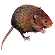 rato-da-agua