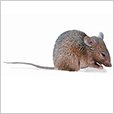 rato-do-campo